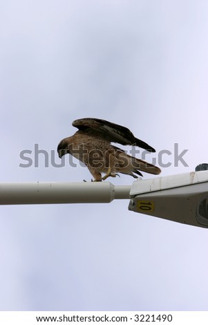 a hawk prepairs to fly away