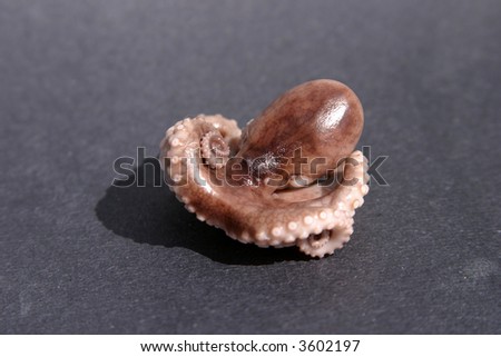 baby octopus vulgaris
