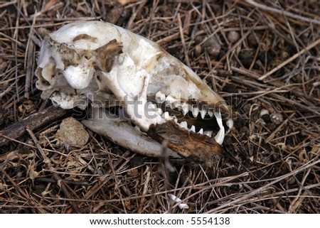 found unknown animal skull in a field