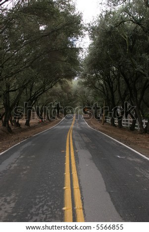 a tree lined two lane road with light rain fall in Autumn