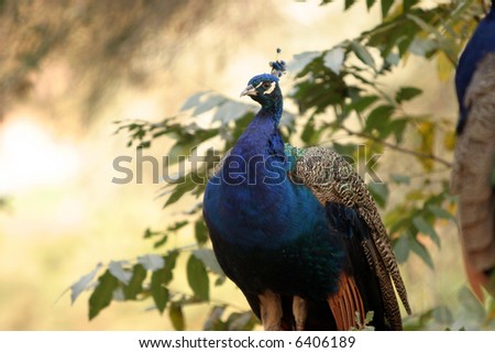 a beautiful male peacock in fall after sheding his major tail feathers hides in tall brush