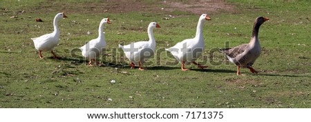 five geese walk in single file