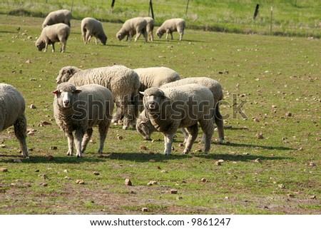 sheep enjoy living \