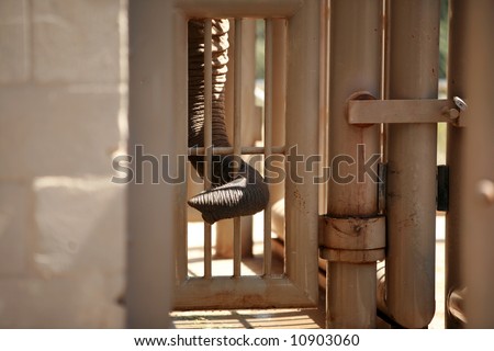 an elephant sticks his trunk through a cage to find out whats on the other side