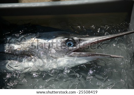 a freshly caught swordfish lays in a bucket of ice showing its beautiful blue eyes and body design