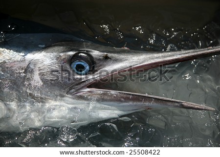 a freshly caught swordfish lays in a bucket of ice showing its beautiful blue eyes and body design