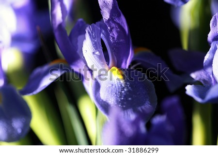 Low Key Macro Studio Shot of Purple Iris Flowers with water drops isolated on black