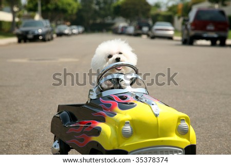 a Bichon Frise Dog in her Pedal Car