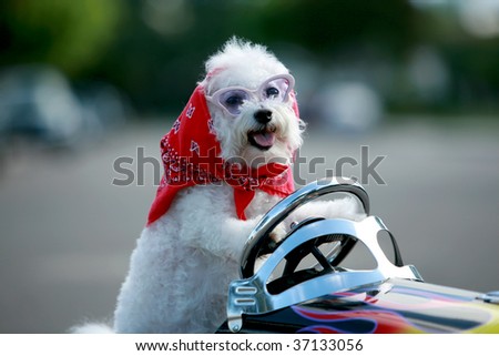 a bichon frise dog wears her red bandana as she drives her hot rod pedal car around town