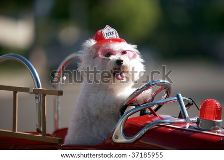 A Bichon Frise dog enjoys her ride in a Pedal car Fire Truck outside