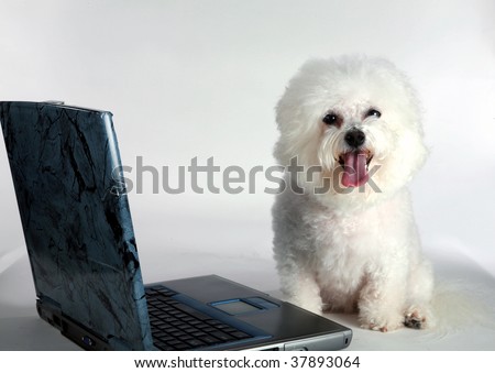 a bichon frise dog uses her laptop computer