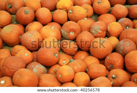pumpkins piled high in a pumpkin patch