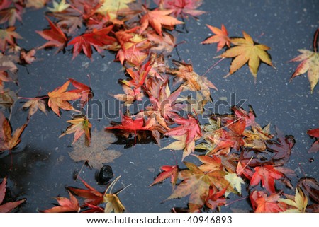 autumn leafs float in a rain water puddle in seattle washington
