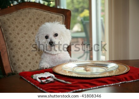 http://image.shutterstock.com/display_pic_with_logo/426/426,1259457502,4/stock-photo-a-pure-breed-bichon-frise-sits-at-the-dinning-room-table-and-demands-her-christmas-dinner-41808346.jpg