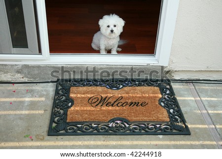 a purebred bichon frise sits at the door greeting her friends with a welcome mat