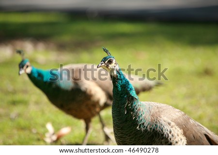 two female peacocks aka a Peahen looks for food on the ground