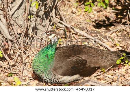 a female peacock aka a Peahen hides in some brush