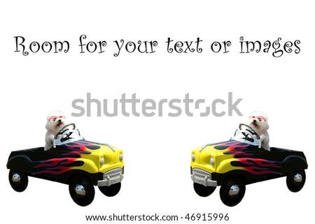 twin bichon frise dogs in their hot rod pedal cars  isolated on white with room for your text or images