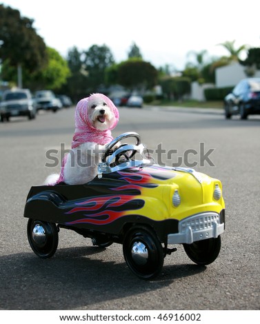 a bichon frise dog drives her hot rod pedal car around town