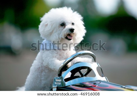 a bichon frise dog drives her hot rod pedal car around town