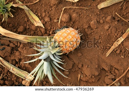 Ripe Pineapple Lays On The Ground After Harvesting A Pineapple Field