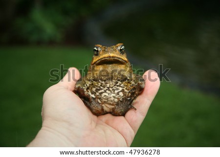a beautiful cane toad \
