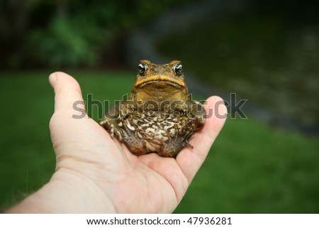 a beautiful cane toad \