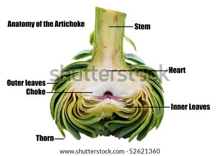 cut away view of an artichoke isolated on white