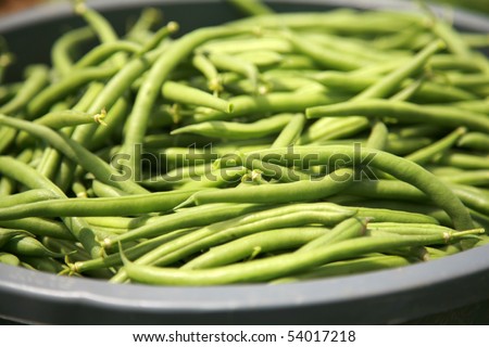 string beans fresh harvested