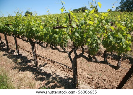close up of grape vines and vineyards in northern california