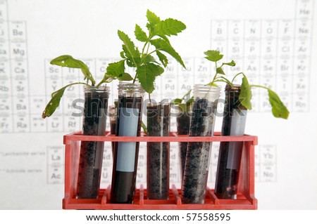 Botanical research, plants growing in test tubes in a research labratory