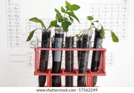 Botanical research, plants growing in test tubes in a research laboratory