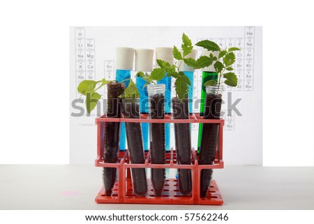 Botanical research, plants growing in test tubes in a research laboratory