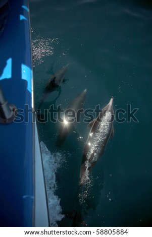 California common dolphin \