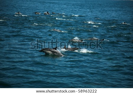 A Large POD of California common dolphin 