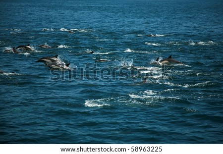 A Large POD of California common dolphin \
