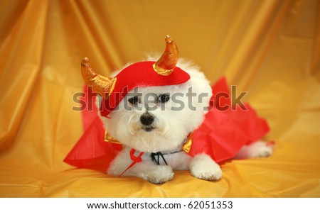 Fifi the Purebred Bichon Frise fresh from the Doggy Day Spa tries out her Halloween Costumes against a orange plastic table cloth to decide which costume she is going to wear this year