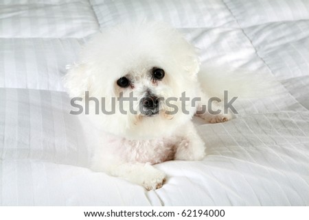 portrait of Fifi the purebred Bichon Frise dog on a white down (feather) comforter relaxing on her bed