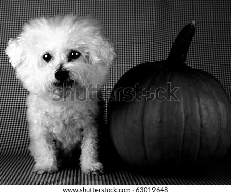a moody black and white version of Fifi the Bichon Frise sitting next to her halloween pumpkin on a black and white background
