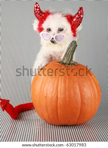 Fifi the Purebred Bichon Frise smiles as she modesl in her DEVIL DOG costume with her pumpkin against a black and white background