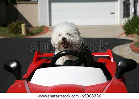 Fifi the pure breed Bichon Frise dog, cruises around looking for cats in her red hotrod car