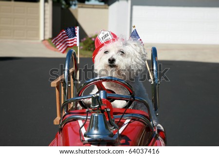 Fifi the pure breed Bichon Frise dog, smiles as she enjoys a ride in her pedal car Fire Truck