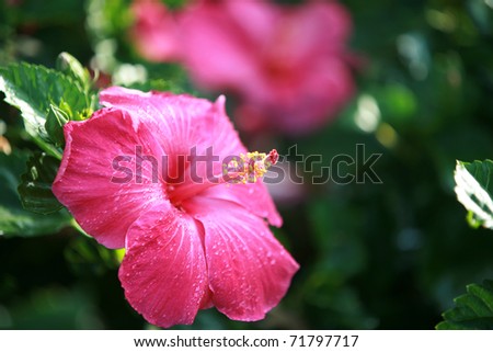 stock photo Hot Pink Hibiscus Flower on Maui Hawaii