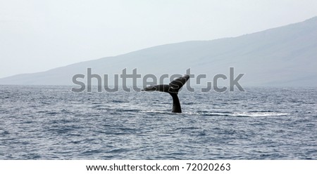 humpback whale tail slapping the tropical waters of Maui Hawaii