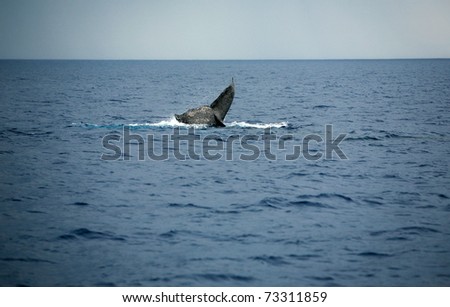 Whale Tail,  a north pacific humpback whale \