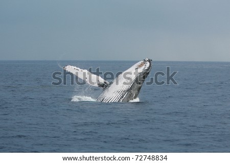 A North Pacific Humpback Whale \