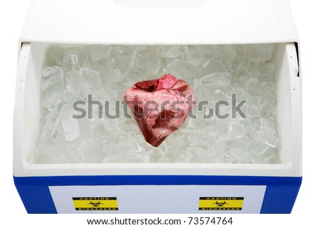 a Human Heart lays on a bed of ice in an ice chest ready for transplant from an organ donor. isolated on white with room for your text