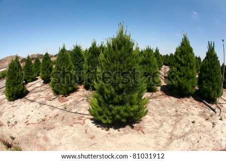 a christmas tree farm in southern california. growing beautiful green pine trees for your holiday christmas tree needs.  shot with a 14mm fisheye lens - tree farm, xmas tree, christmas, holiday