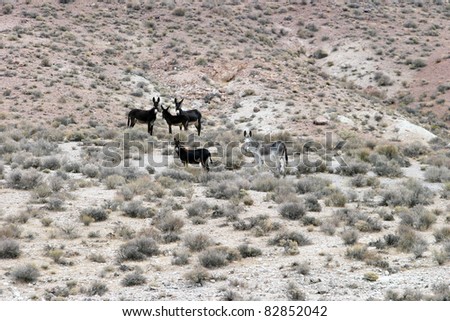 wild donkeys aka burrows or ass live all around in the nevada desert free range