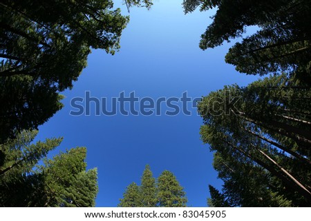 looking up into the blue sky through a forest of redwood trees